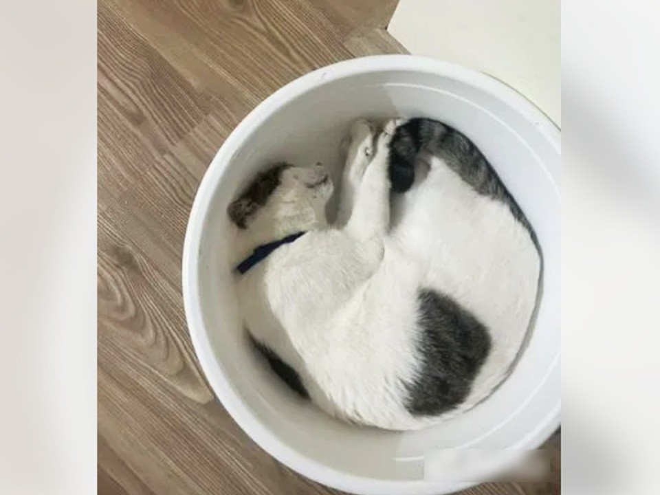 Кота в ведре отдают в добрые руки в Одинцове