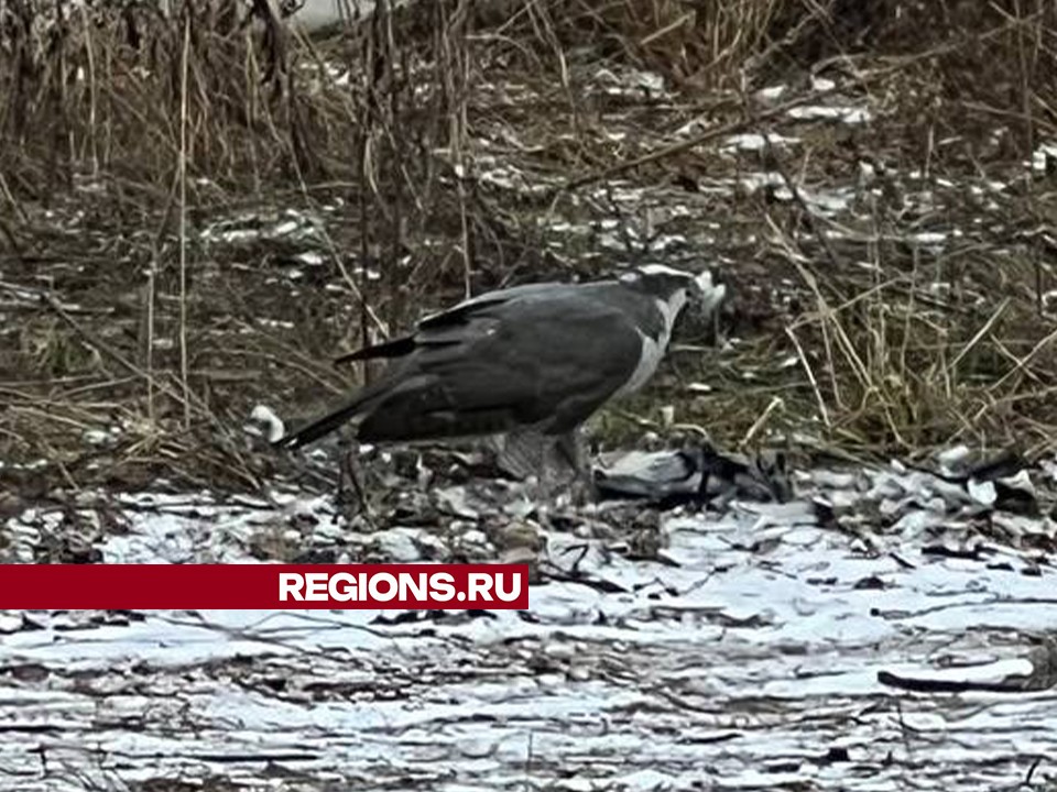 Ястреб-тетеревятник пообедал голубем на улице Евстафьева в Балашихе