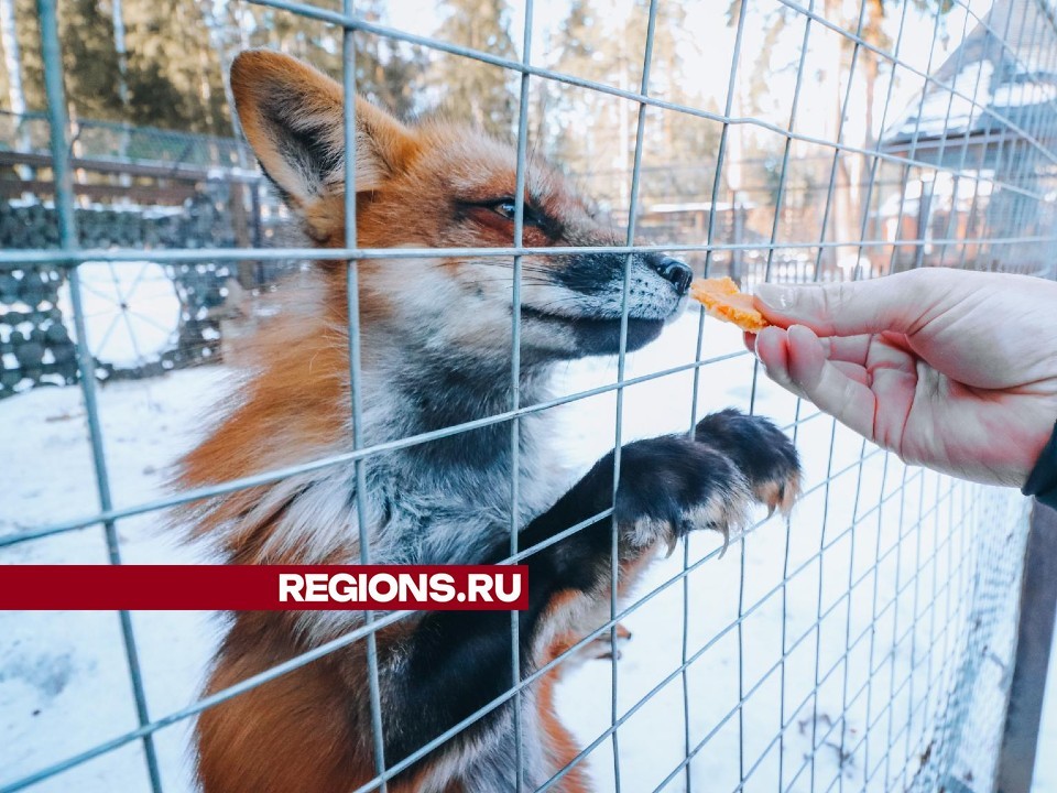 Звери отметили Масленицу в клинском сафари-парке