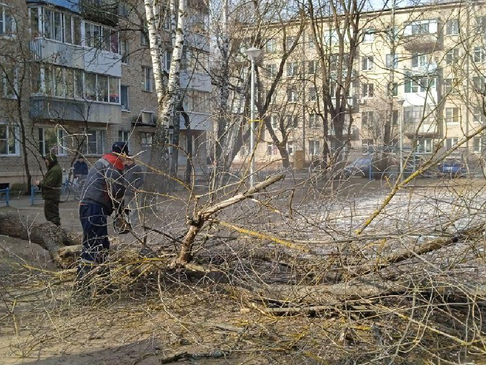 В Дубне спилили деревья, из-за которых дома покрывались плесенью после дождя