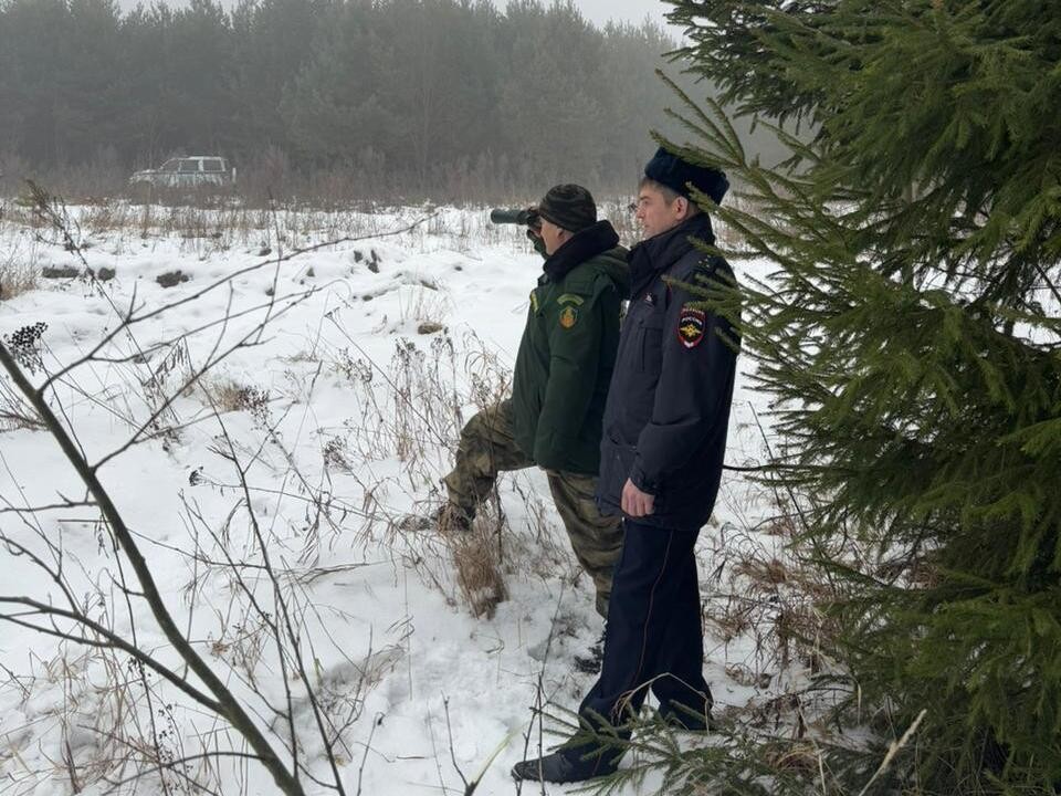 С начала года в Подмосковье пресекли 12 случаев незаконной рубки леса