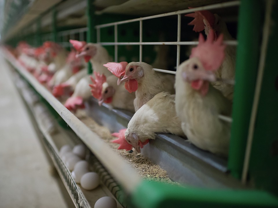 На Подмосковье пришлось более 20% произведенного в ЦФО мяса птицы