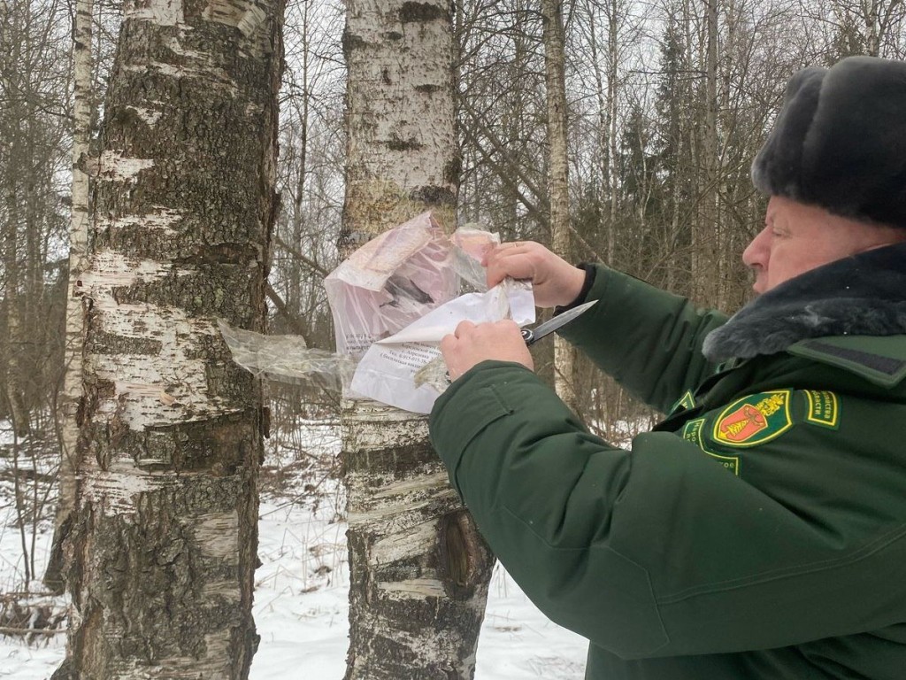 Почти 40 рекламных плакатов, прибитых к деревьям, демонтировали в лесу в Алабине