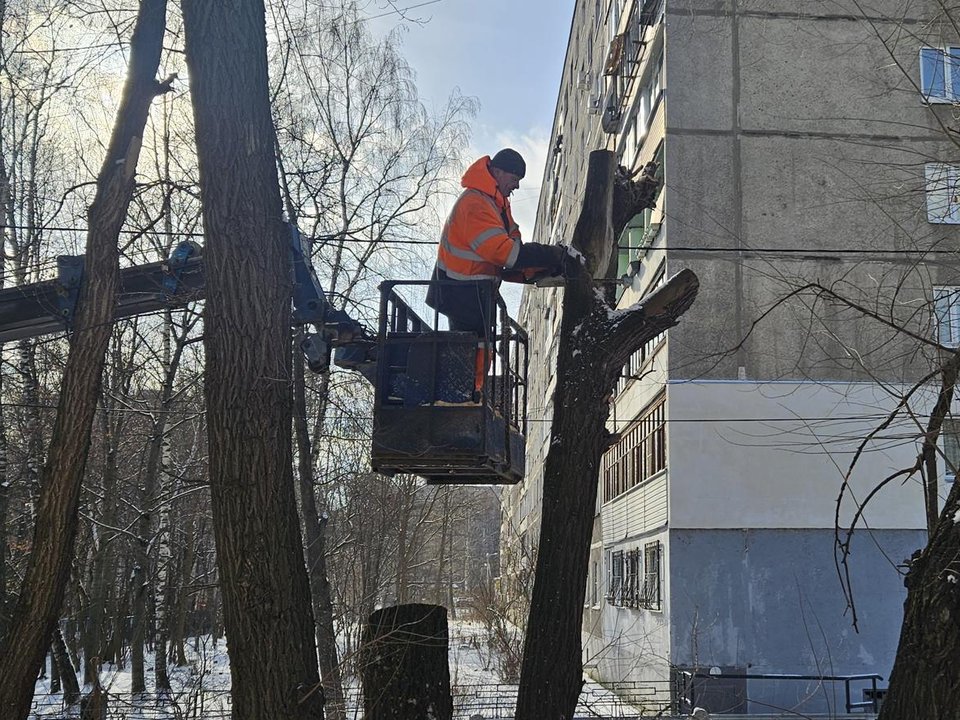 На улицах Жуковского проводят опиловку сухостойных деревьев