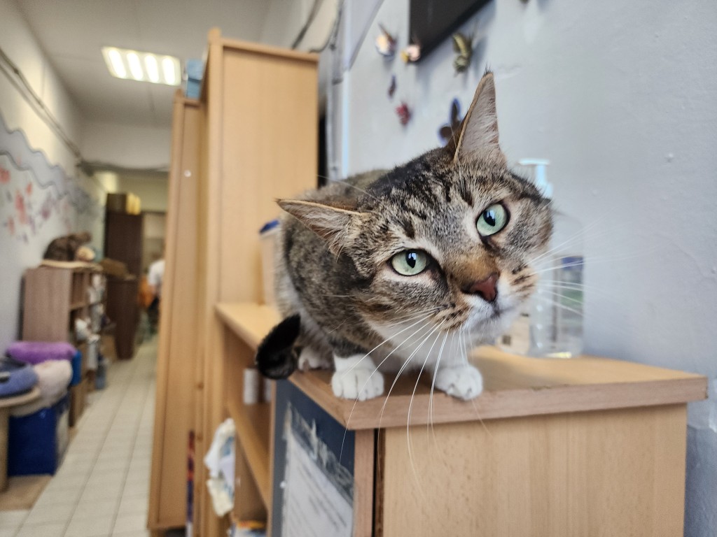 Ветеринар рассказал об опасной операции для кошек