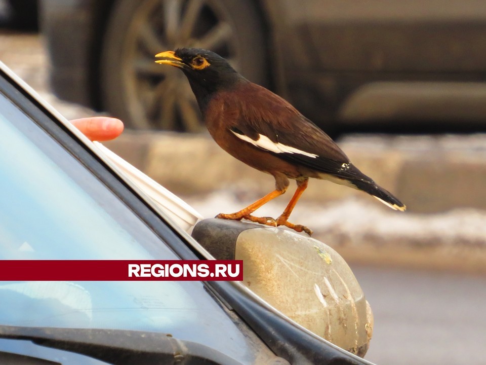 Жуковчанин несколько лет фотографирует редчайших птиц в Подмосковье