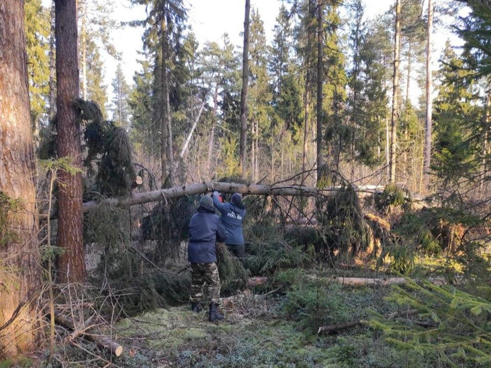 В Подмосковье провели отвод лесного участка для санитарной уборки вдоль дороги