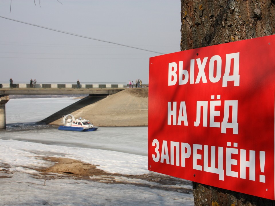 Осьминогов заметили жители Мытищ на пляже в Подрезово