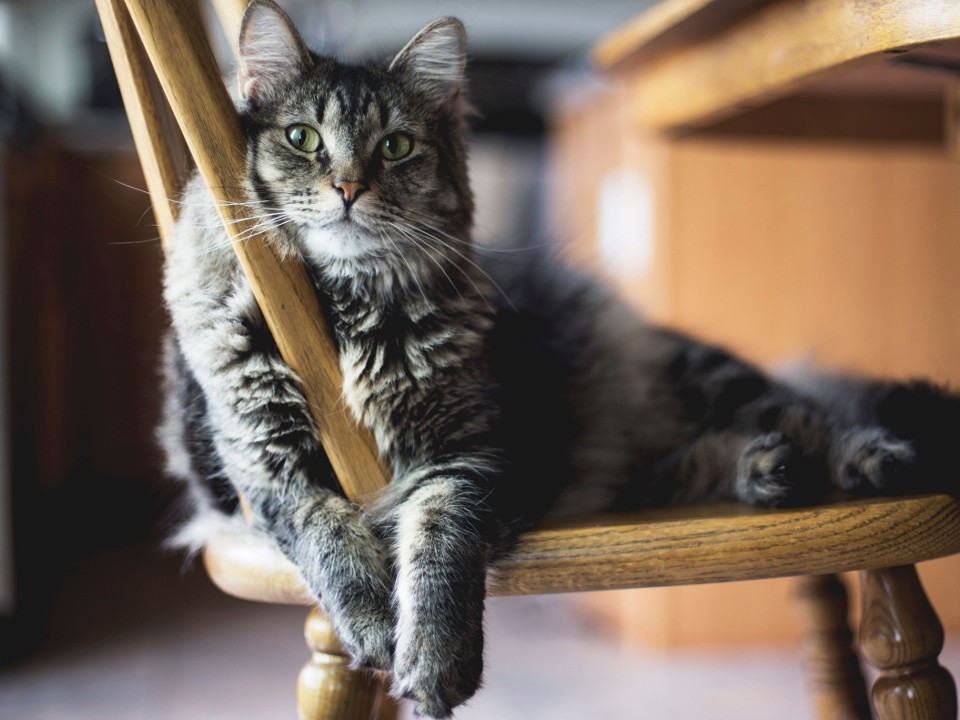 Заключенным Подмосковья могут разрешить брать с собой кошек и черепах