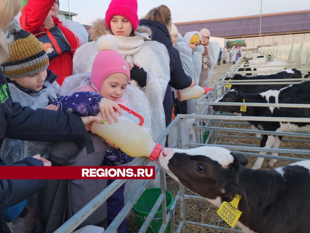 Как коровы катаются на карусели, а телята пьют из бутылочек молоко, увидели школьники из Ступина