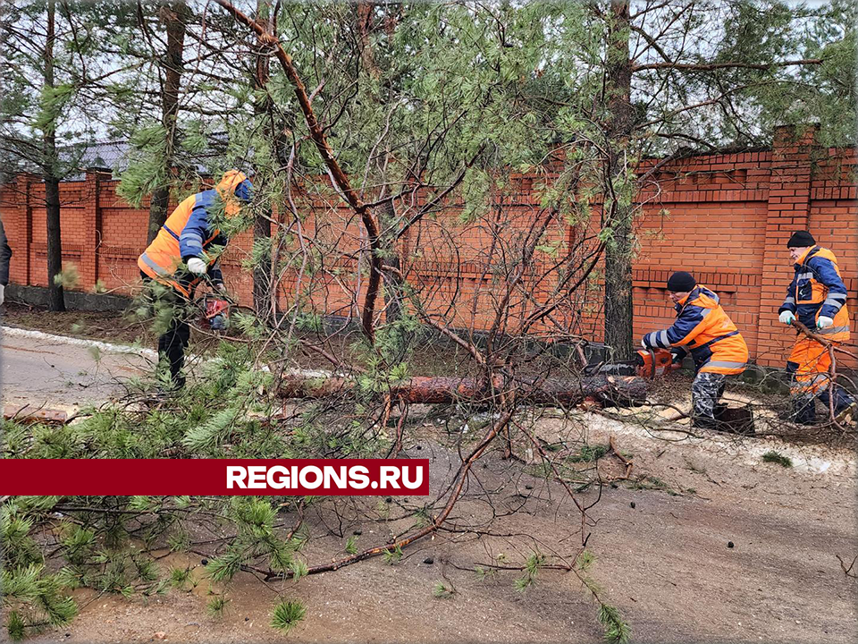 В Ленине убрали аварийное дерево, которое могло рухнуть на дорогу