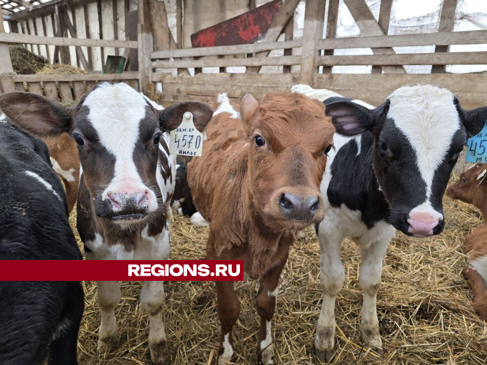 «Наше молоко сыропригодное»: совхоз «Можайский» получает рекордные надои молока в сутки