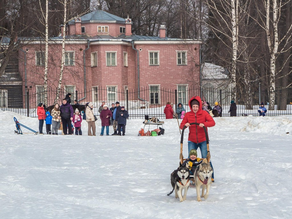 В Мураново на Масленицу зрителей прокатят в собачьих упряжках