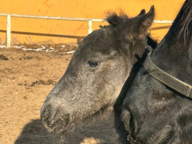 Прохор, Порох и Подвох: можайцев попросили выбрать имя жеребенку