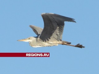 На р. Быковка заметили редкую краснокнижную птицу