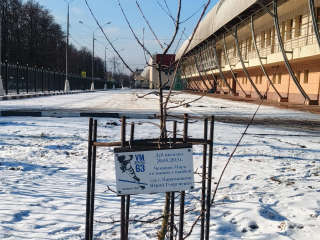 В Электростали обнаружили дуб, посаженный легендой отечественного хоккея