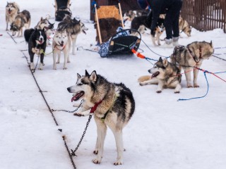 Истинные причины гибели 10 собак установят ногинские эксперты