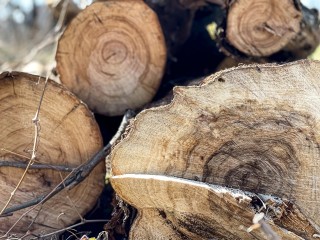 В Саввино за два дня вырубили растительность вблизи электромеханического завода