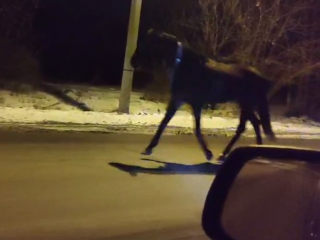 В Подмосковье водитель чуть не влетел в табун лошадей