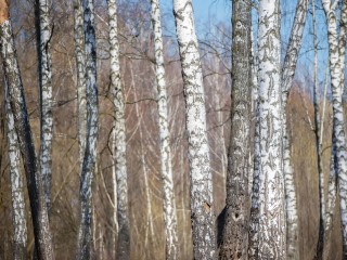 Неизвестные оставили без берез Березовую аллею в Балашихе