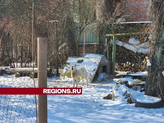 Волки из Дуреевской возможно ушли во Владимирскую область