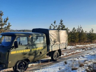 Жителя Шатуры оштрафовали за незаконную вырубку сосны