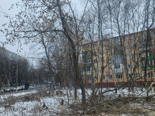 Замечания по опиловке деревьев устранят во дворах на ул. Клубная, Ломоносова и Молодежная