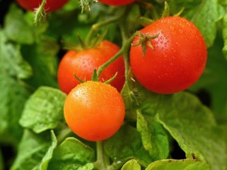 Дачникам назвали лучшие сорта помидоров для открытого грунта