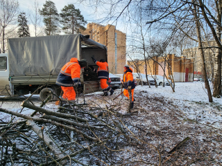 В Протвине на Ленина очистили лес от валежника