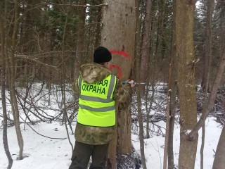 Возле СНТ «Софьино» в Шаховской провели лесопатологическое обследование