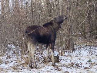 Всех лосей, кабанов и лис пересчитают в парке «Лосиный остров»