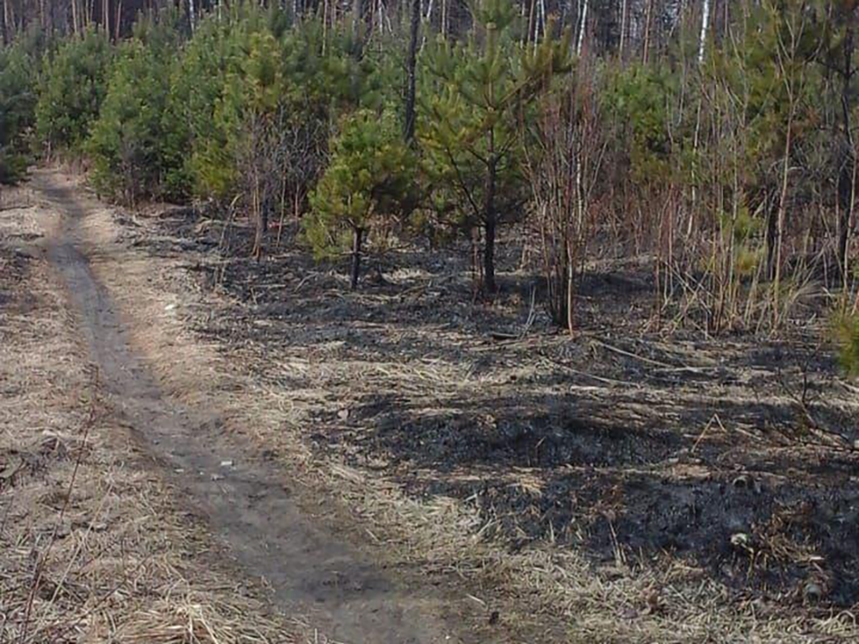 В Подмосковье ликвидировали лесной пожар