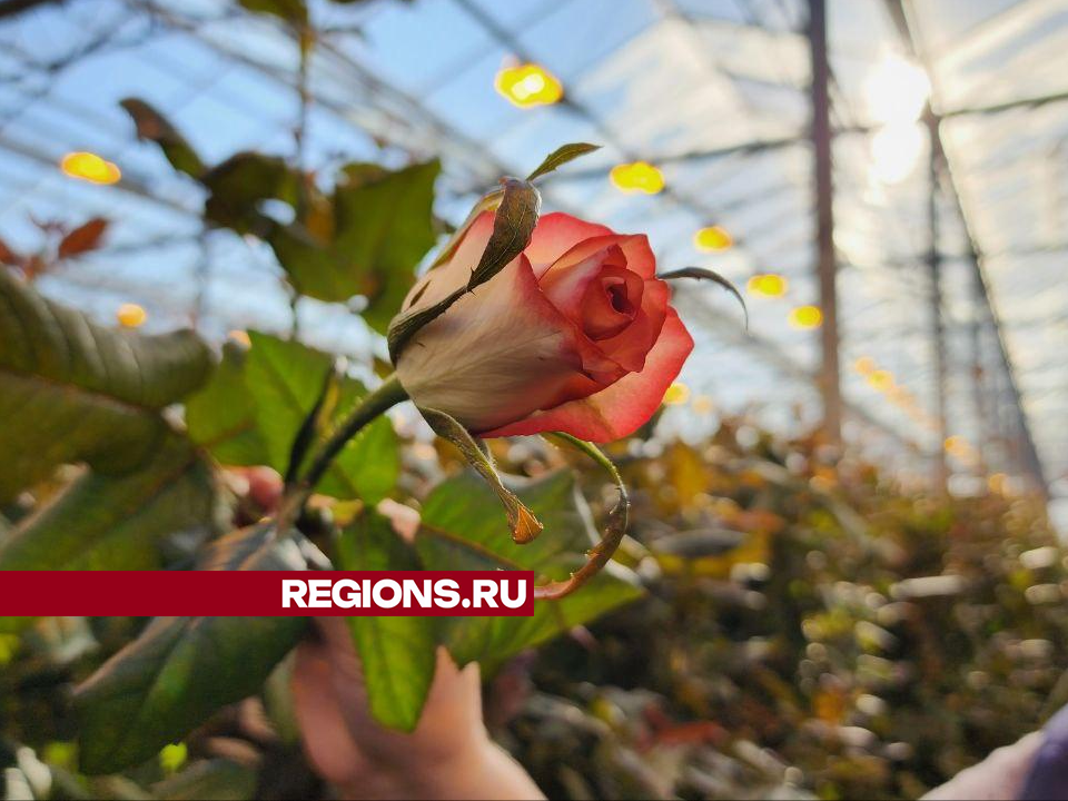 В теплицах под Дмитровом вырастили специальные сорта роз к 8 Марта под музыку