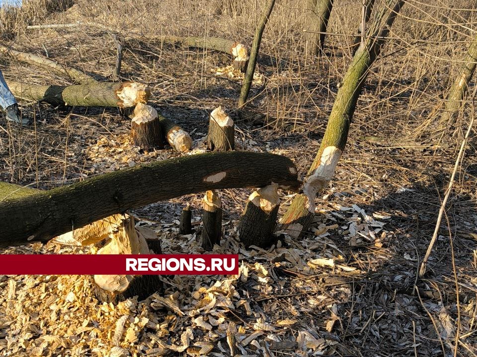 На берегу реки Быковка поселились бобры