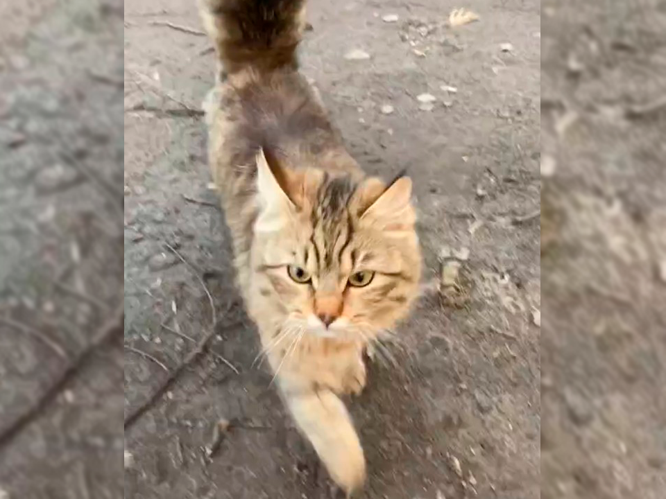 Кота с бубенчиком нашли в 1-м микрорайоне Егорьевска