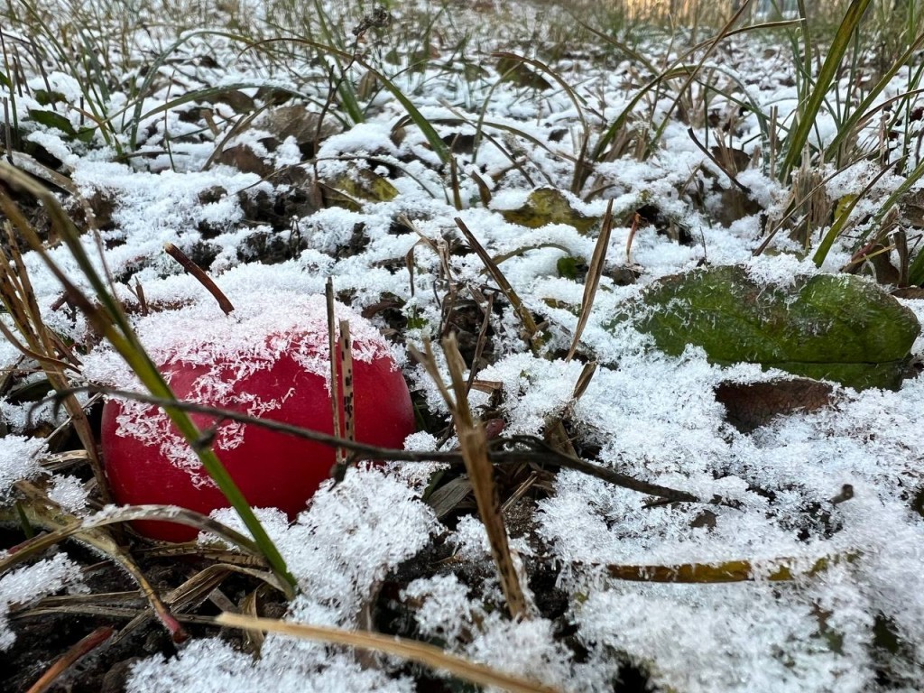 Январские морозы опять пришли в Московскую область