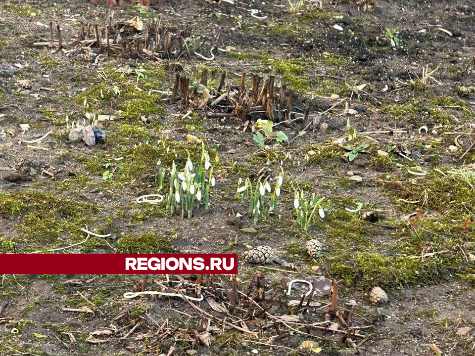 Первые весенние цветы расцвели на клумбах в Мытищах к празднику