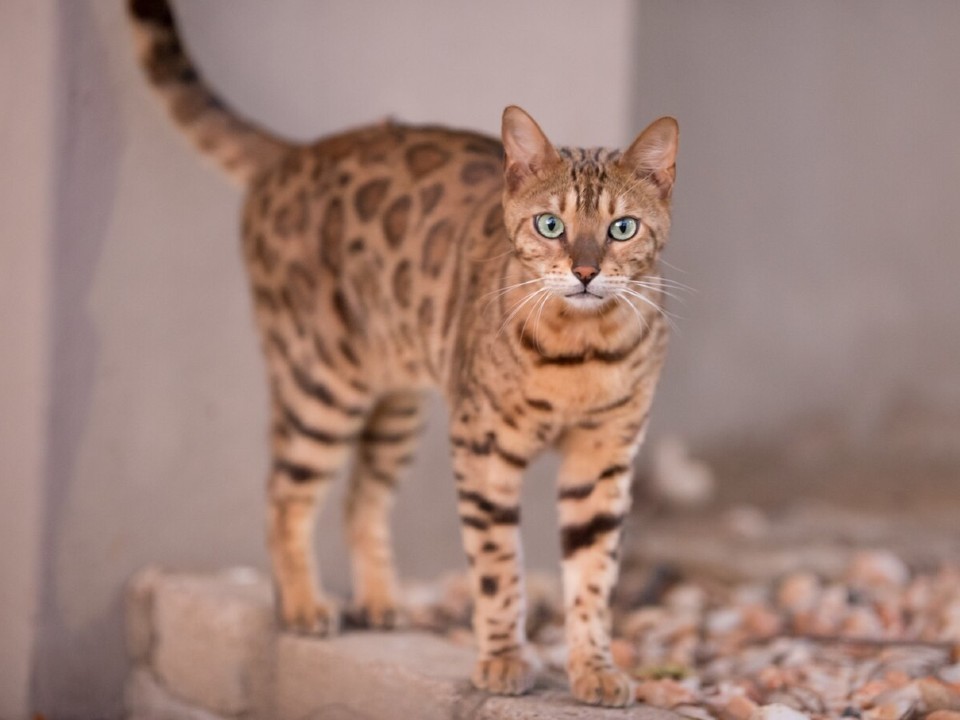 Кот Гоша, который умрет без лечения, пропал из парка-приюта в Клину