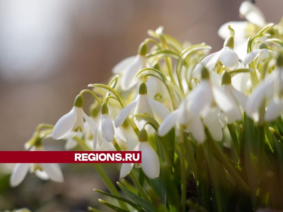 Подснежники расцвели в Сергиевом Посаде на месяц раньше срока