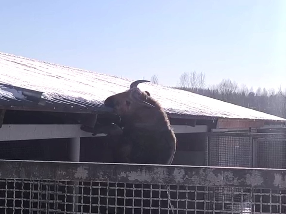 Такина из Волоколамска застукали за расчисткой снега на крыше