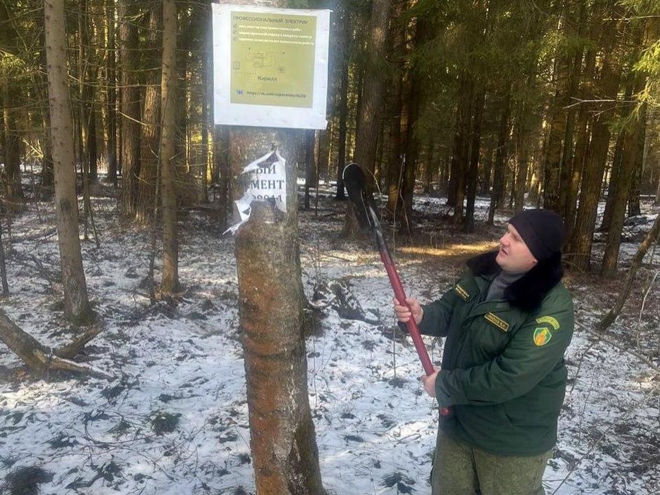 В Балашихе за рекламу на дереве могут оштрафовать на 300 тыс. руб.