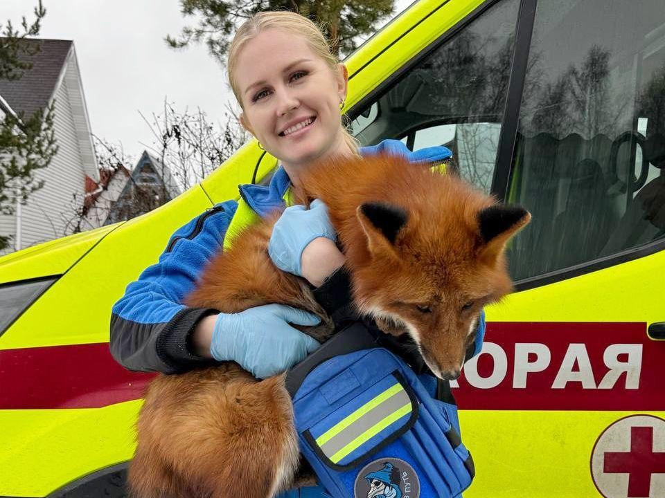 Фельдшер скорой помощи Ирина Волкова подружилась с лисой на вызове в Лобне