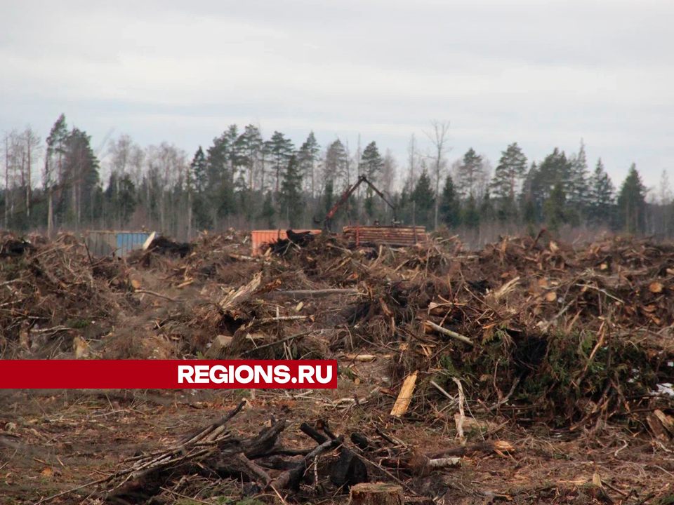 Поваленные и вырванные с корнями деревья убирают у деревни Семеновская