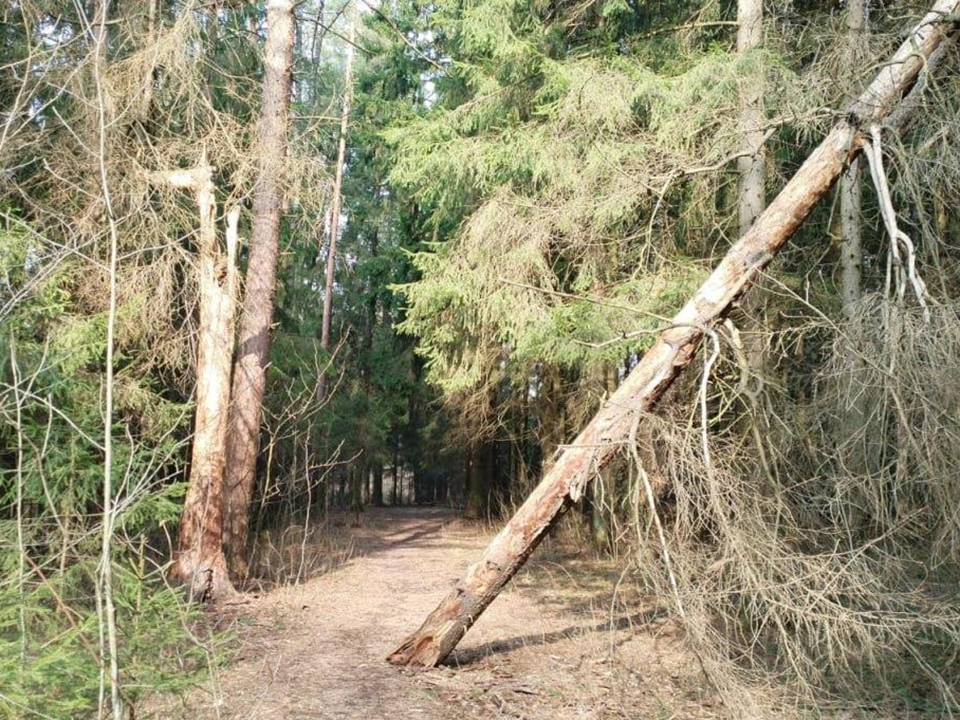 Опасное дерево убрали с тропинки в Пушкино