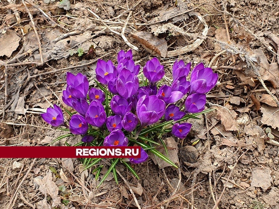 В Луховицах 5 марта температура воздуха не опустится ниже нуля