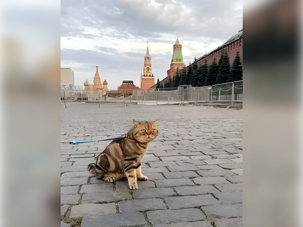 Посещавший Красную площадь кот с родословной ищет дом в Одинцове