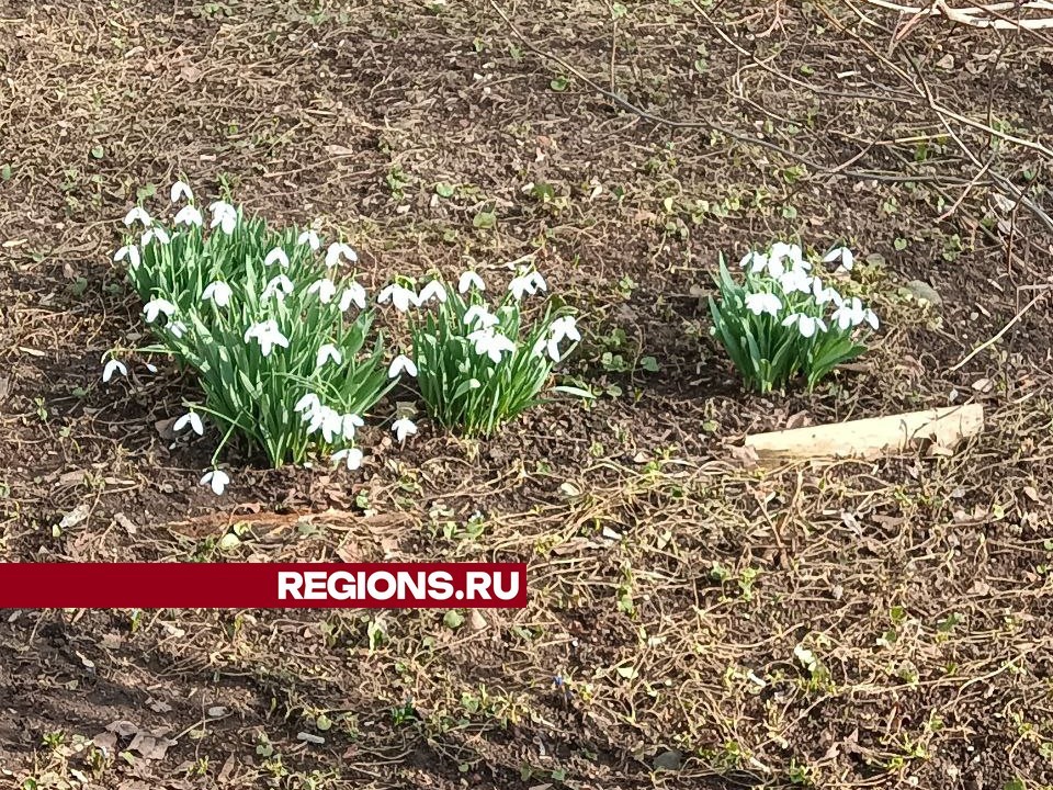 На улице Дугина распустились подснежники