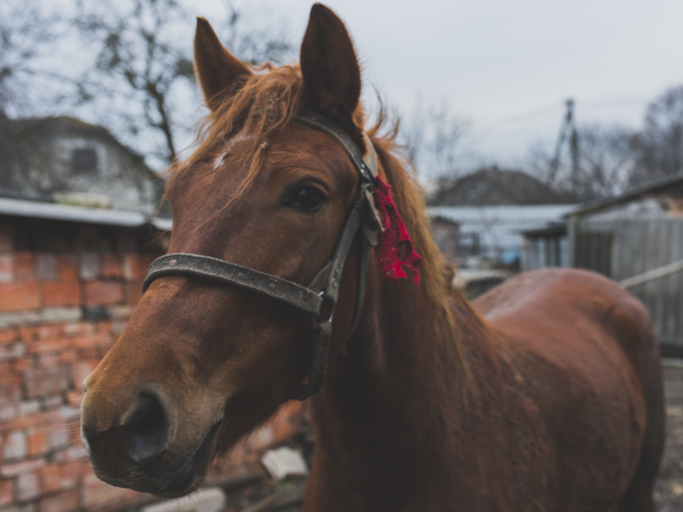 Пропавшую лошадь ищут в Чехове
