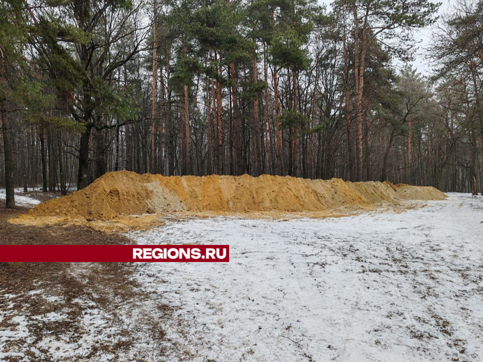 В Томилинском лесопарке не будут вырубать деревья