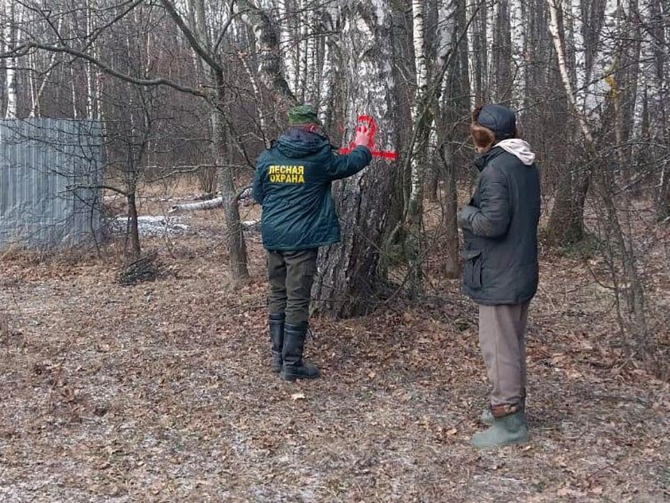 В Татаринцеве осмотрели опасные деревья